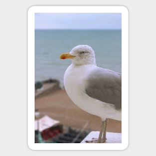 Seagull Sticker